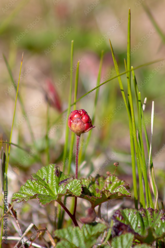 Obraz premium cloudberries in a swamp