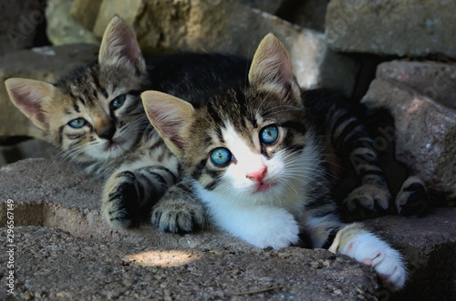 Foto Two adorable tabby kittens laying together on the ground