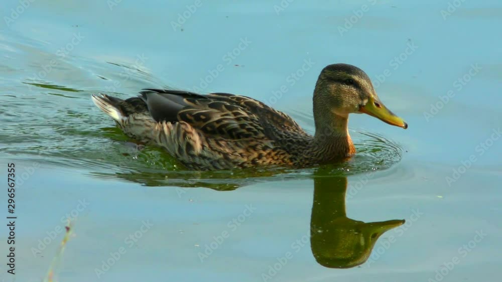 Duck swims on the water. Wildlife birds in their natural habitat. Duck swims on the water. Wildlife birds in their natural habitat.