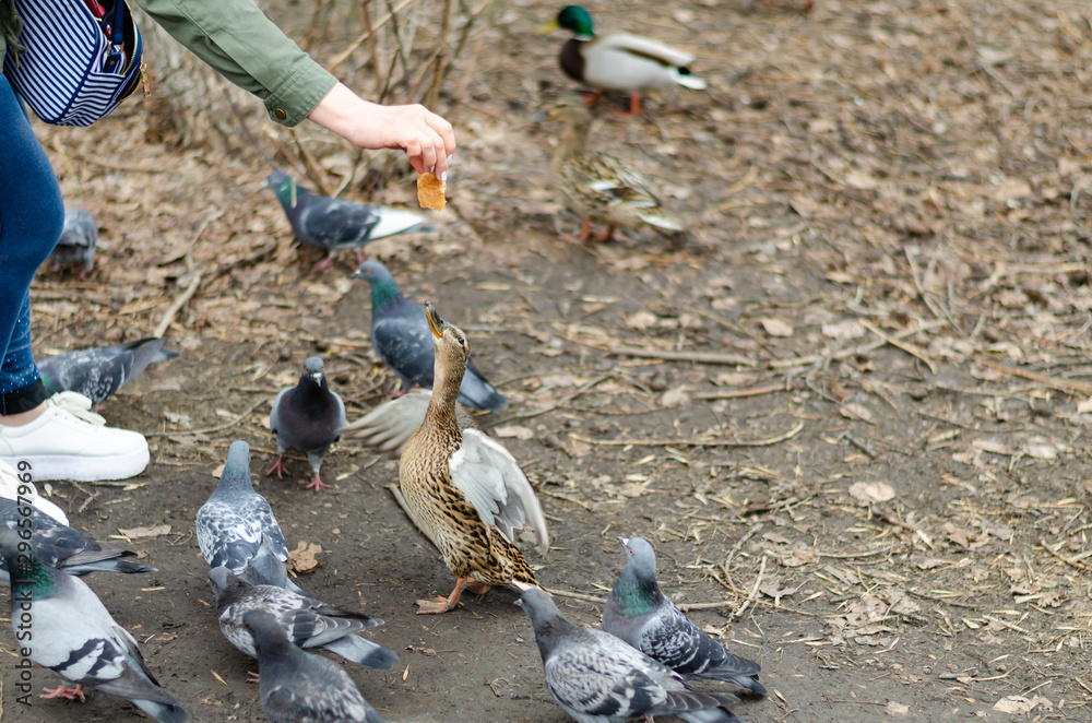 Obraz premium Ducks and pigeons.Girl feeding duck.