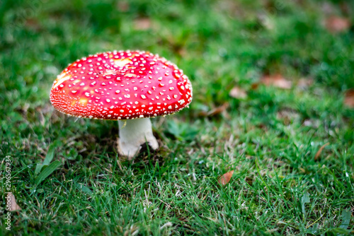 fly agaric mushroom © SeanWonPhotography