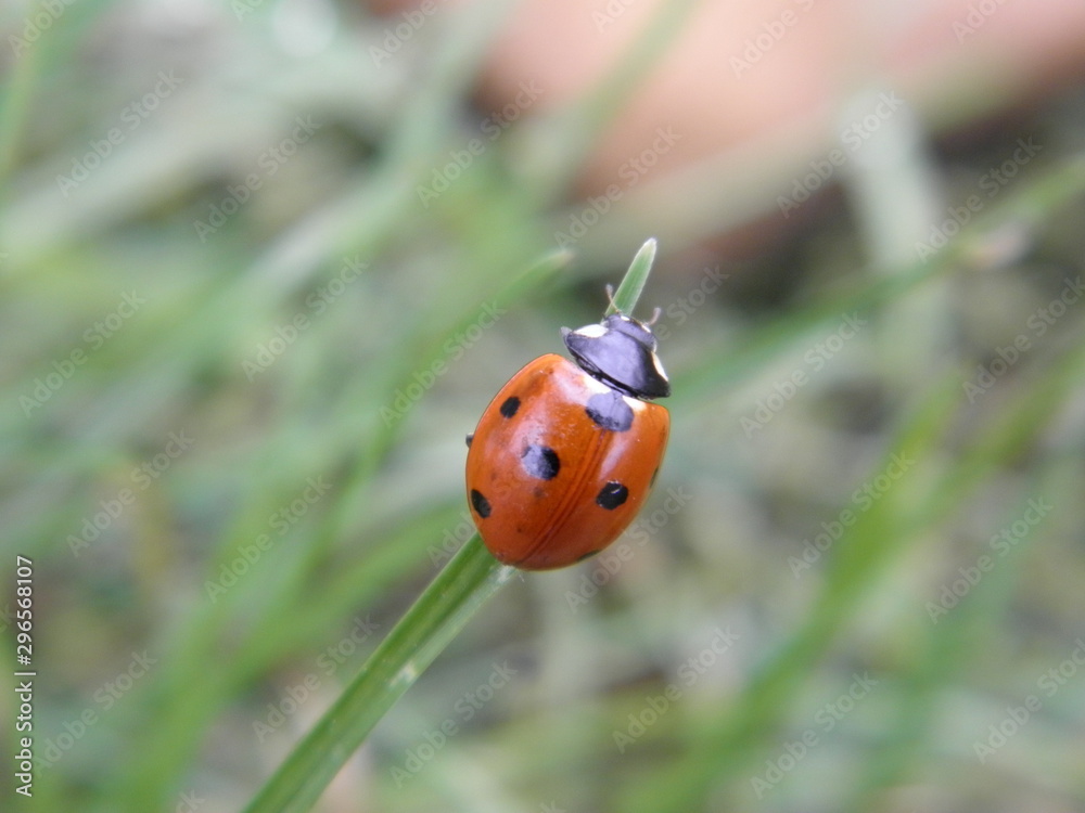 Fototapeta premium ladybug
