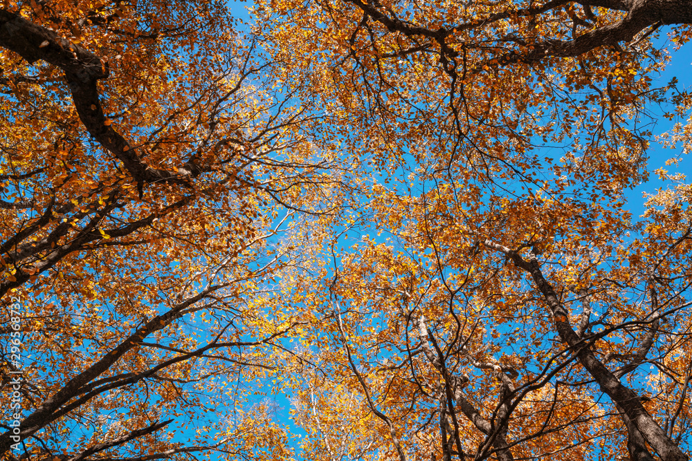 Crowns of autumn trees against the blue sky Crowns of autumn trees against the blue sky