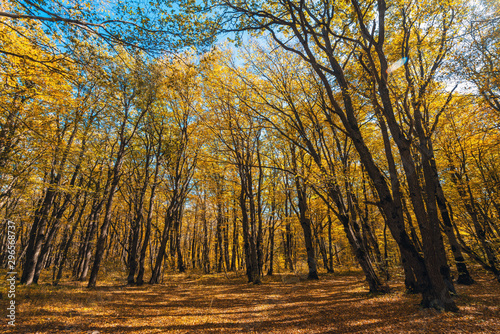 Colorful yellow red autumn forest