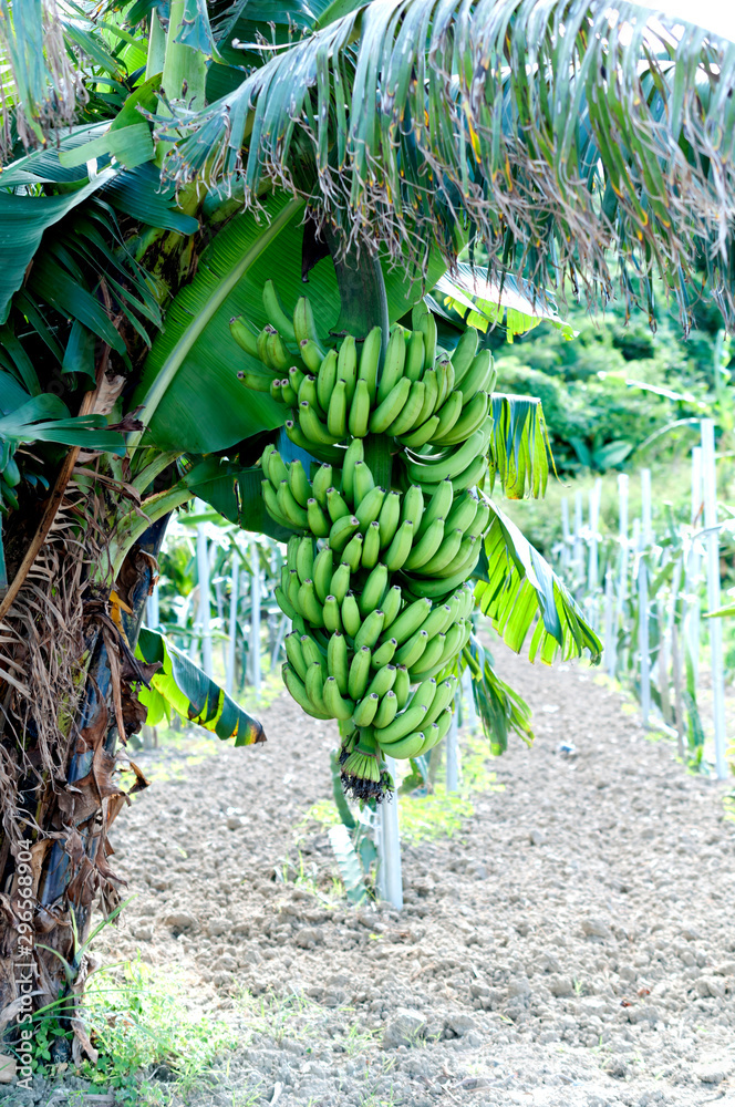 Fototapeta premium 三尺バナナ（台湾バナナ）