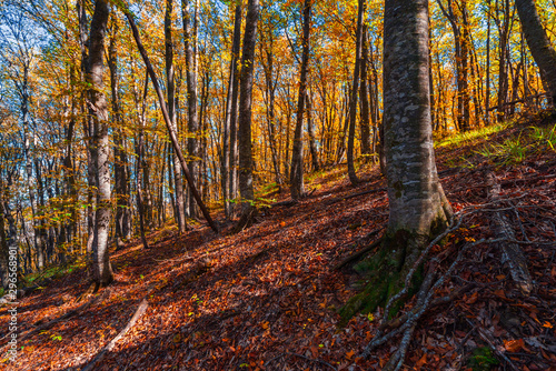 Colorful yellow red autumn forest