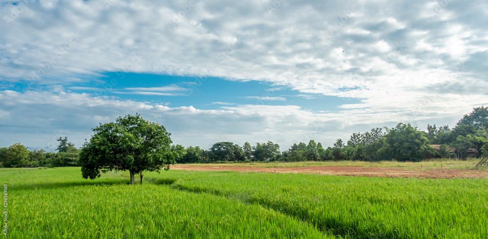 The big lonely shade tree in the green rice field with the blue sky and white cloud in the sunny day , panorama style. 