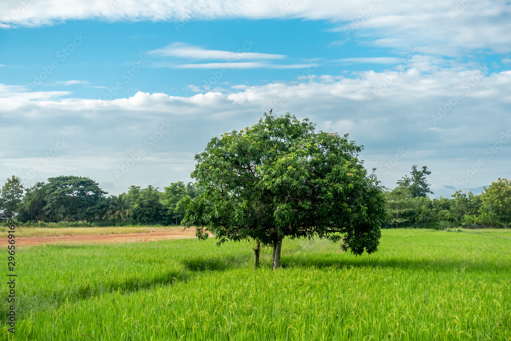 The big lonely shade tree in the green rice field with the blue sky and white cloud in the sunny day. 