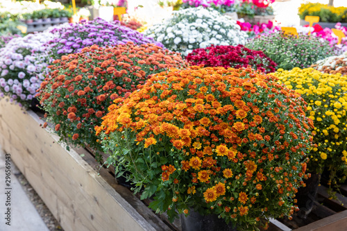 Variety of potted chrysanthemum plants at the greek garden shop in October.