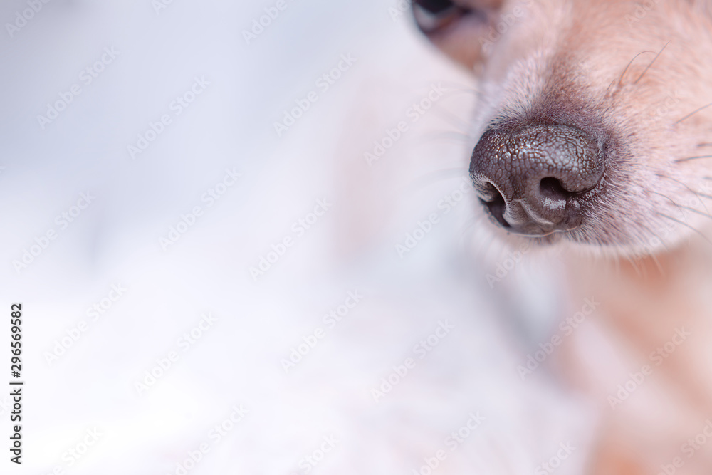 Smooth-haired Chihuahua dog. Chihuahua Girl looks nice on a white background. Portrait of smooth-haired beige Chihuahua against the beautiful bokeh - obrazy, fototapety, plakaty 