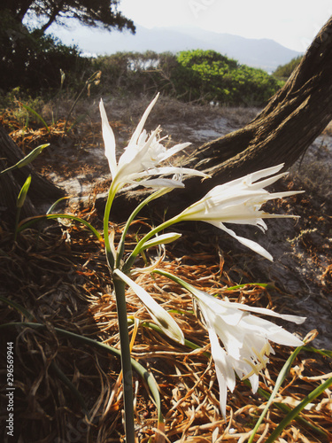 Fiore nella sabbia photo