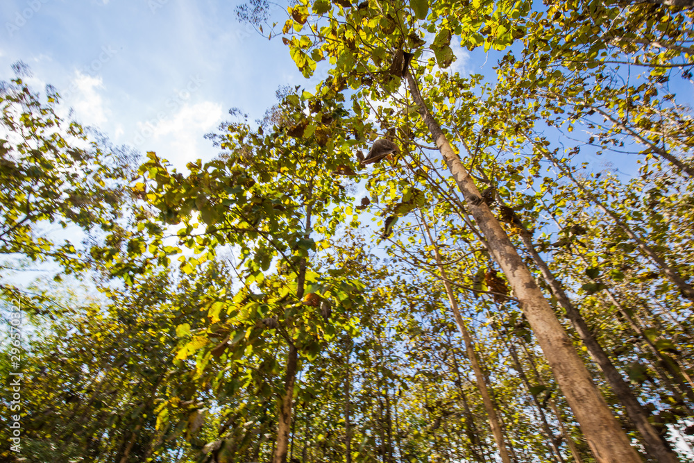 Fototapeta premium Teak tree green tropical forest