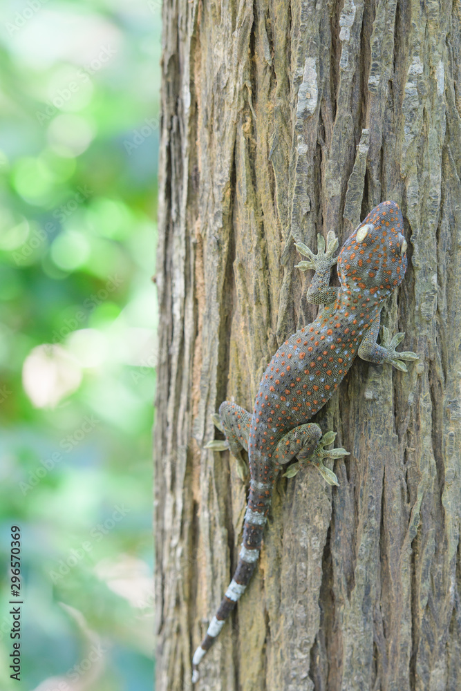 A gecko perched on a tree