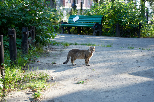 Obraz na płótnie cat w salonie