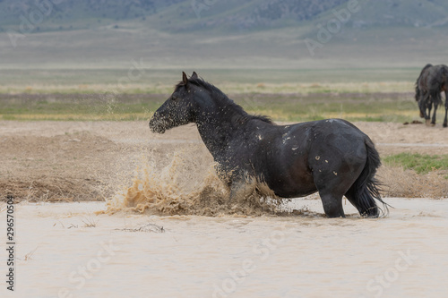 Wild horse at a Desert Waterhole