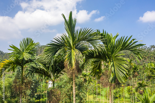 landscape of betel nut tree under sky