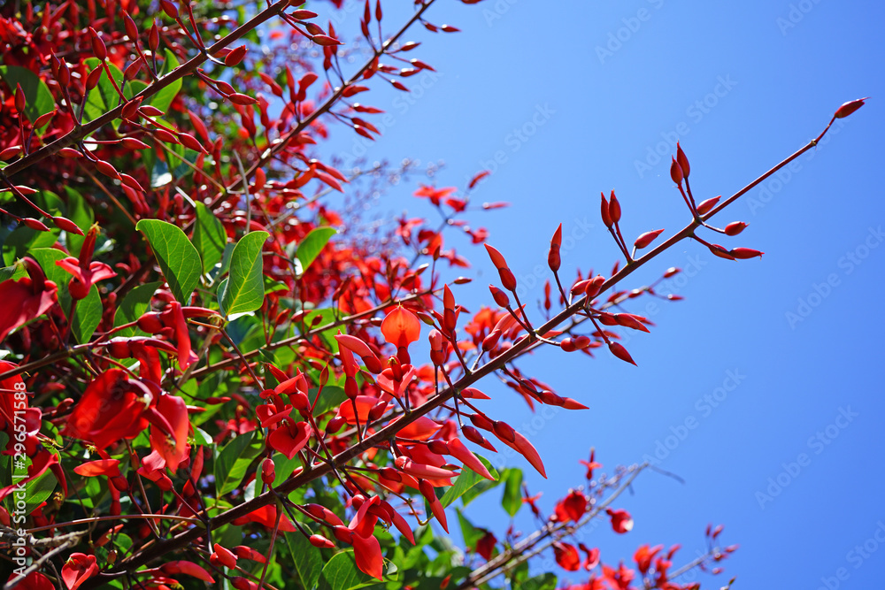 View of the red flowers of the Erythrina tree View of the red flowers of the Erythrina tree