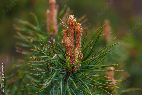 green pine branch with cone