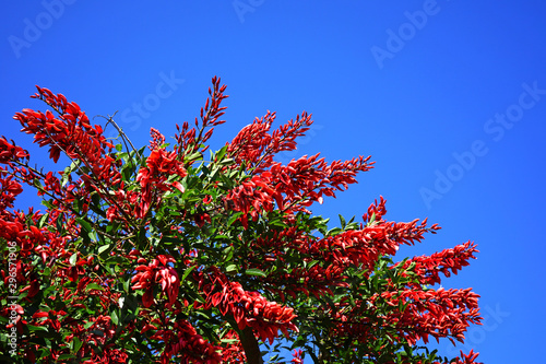 View of the red flowers of the Erythrina tree photo