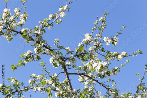 Blüten Frühling