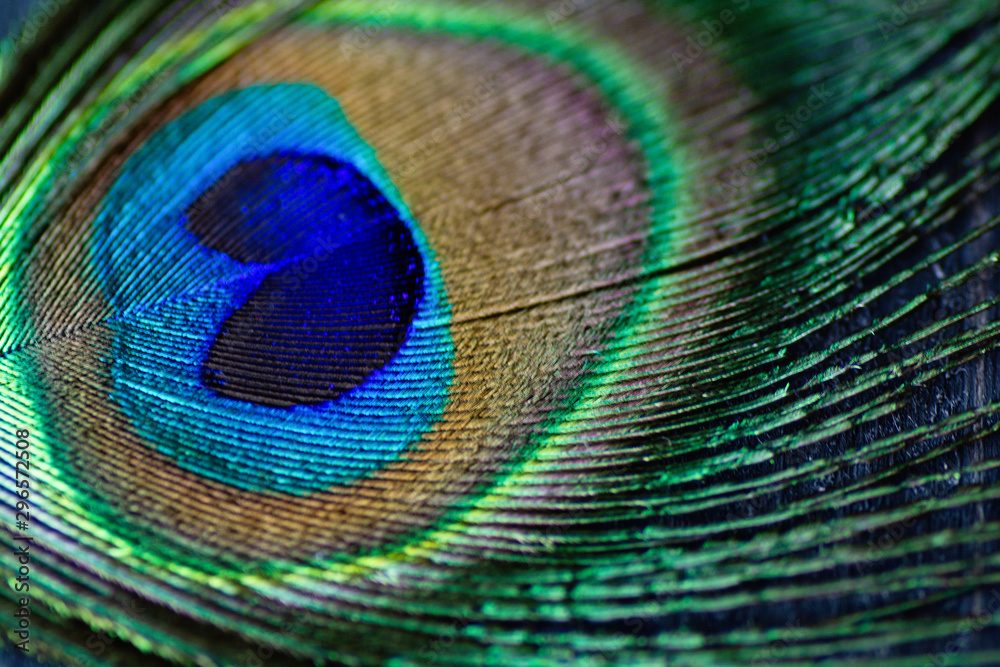 Naklejka premium peacock feather