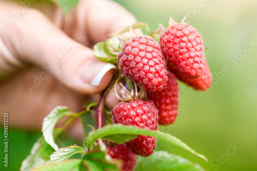 Tableau sur toile Fresh raspberries on green branch in woman hand