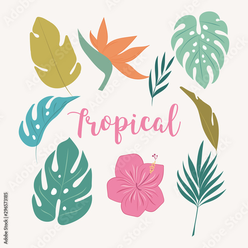 Tropicl elements. Tropical leaves and flowers