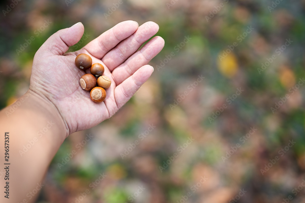 The hand of a person holding acorn berries 