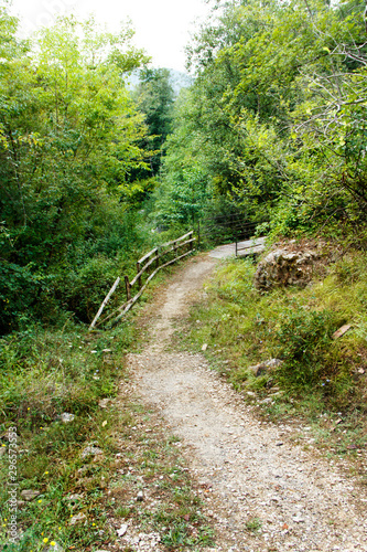 Path in the forest