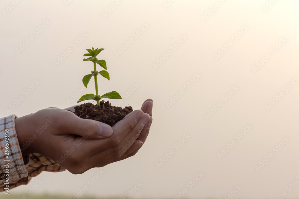 Human hand nurturing young baby plants growing in germination sequence on fertile soil green background Human hand nurturing young baby plants growing in germination sequence on fertile soil green background