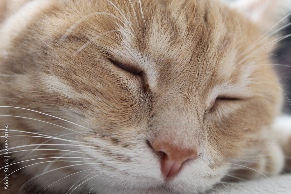 Gros plan chat qui dort Gros plan chat qui dort