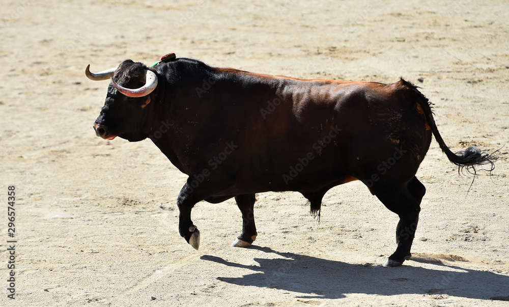toro bravo español corriendo en la plaza de toros de arena toro bravo español corriendo en la plaza de toros de arena
