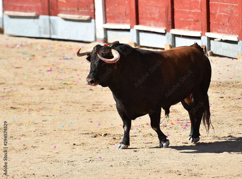 toro bravo español corriendo en la plaza de toros de arena toro bravo español corriendo en la plaza de toros de arena