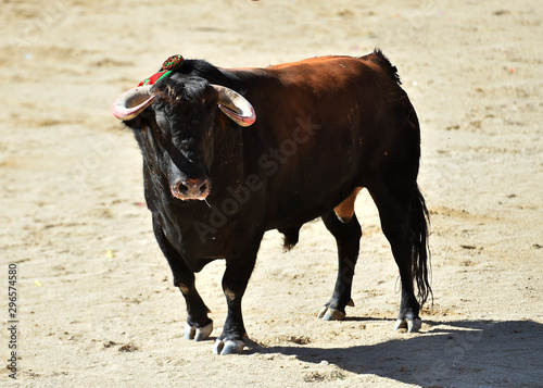toro bravo español corriendo en la plaza de toros de arena