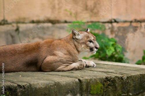 Puma or Cougar