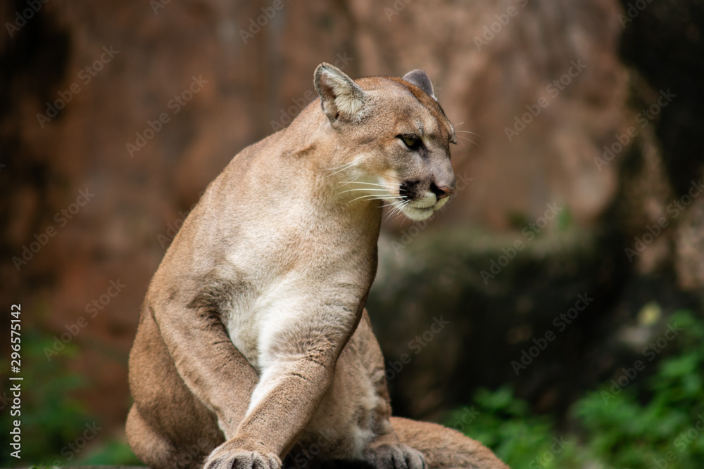 Naklejka premium Puma or Cougar