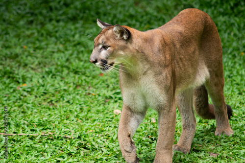 Puma or Cougar