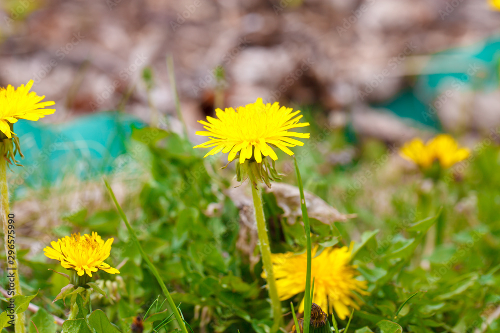 Obraz premium bee on a dandelion in the meadow