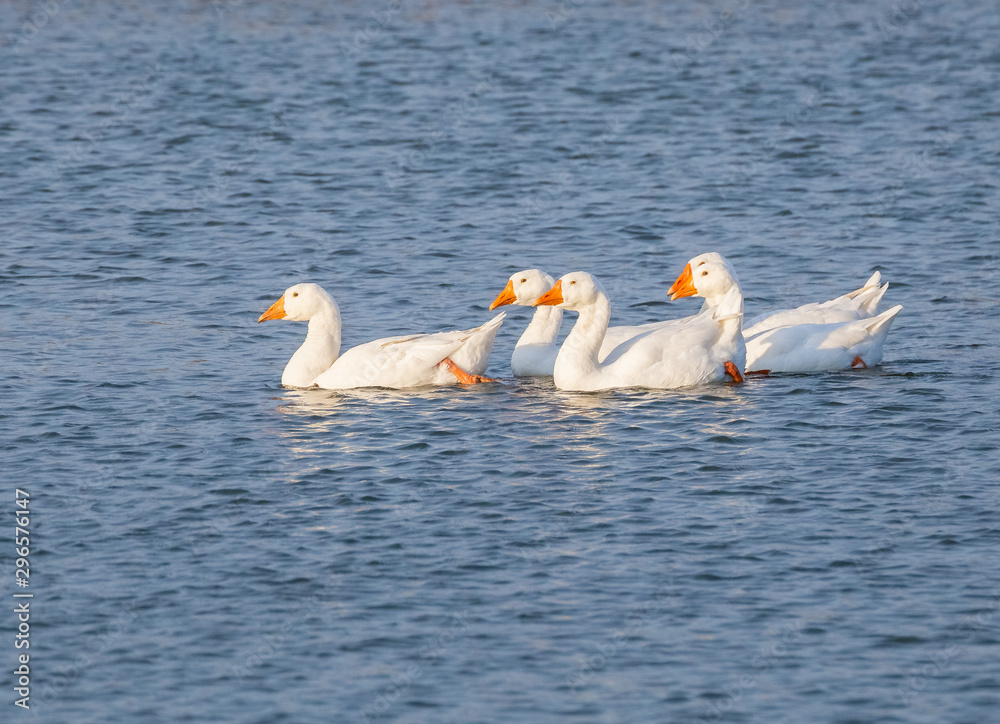 A flock of geese swims in the pond at sunset.