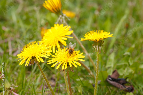 bee on a dandelion in the meadow © Oleksii
