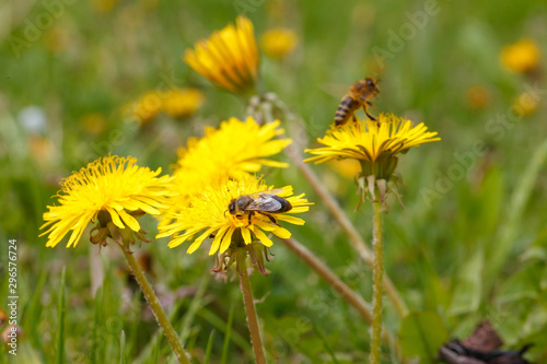 bee on a dandelion in the meadow © Oleksii