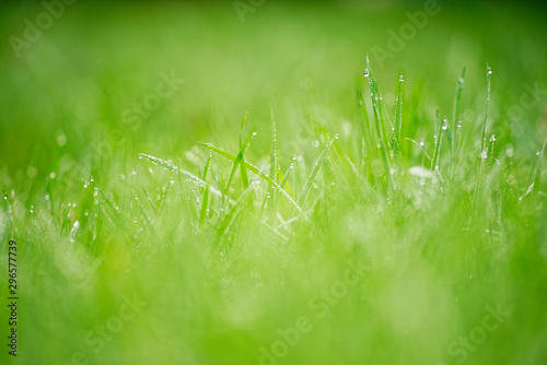 nasse Wiese am Morgen