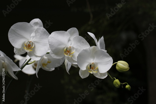 Bogor on Java, Botanical garden photo