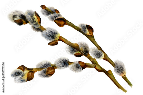 Picture of a willow branch hand drawn in watercolor isolated on a white background. Watercolor Easter illustration.The symbol of spring, nature's awakening and Easter celebration. photo