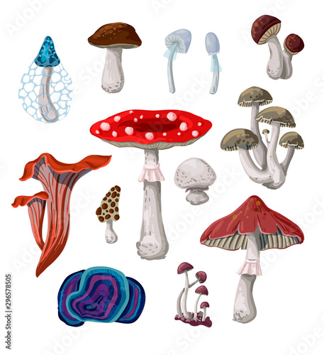 Mushrooms isolated on a white background.