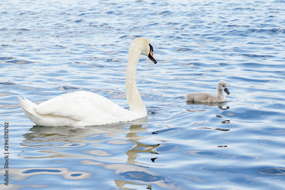 White swan with its young chick swimming White swan with its young chick swimming