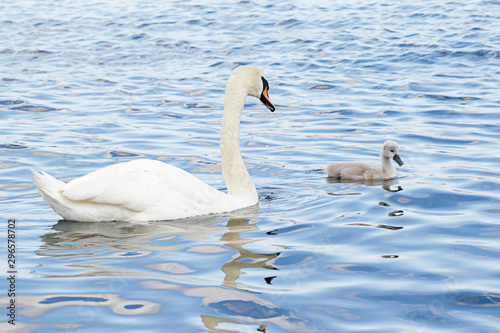 White swan with its young chick swimming