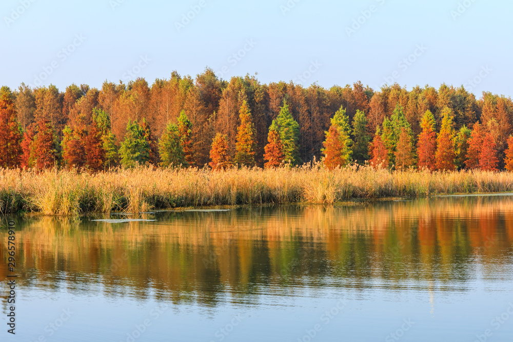 Obraz premium Beautiful colorful forest landscape in autumn season