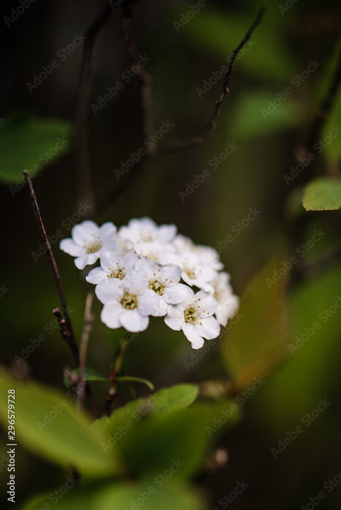 Primer pano de un ramillete de pequeñas flores blancas de la planta llamada  