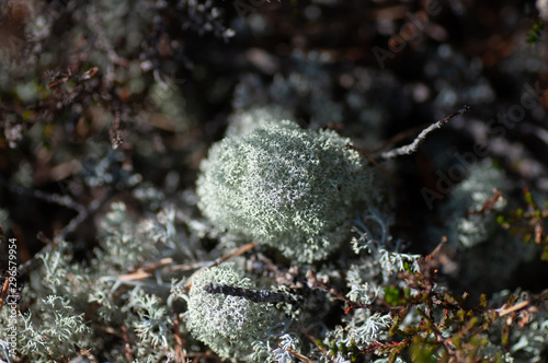Moss lichen Cladonia rangiferina. Grey reindeer lichen. Beautiful light-colored forest moss growing in warm and cold climates. Deer  caribou moss
